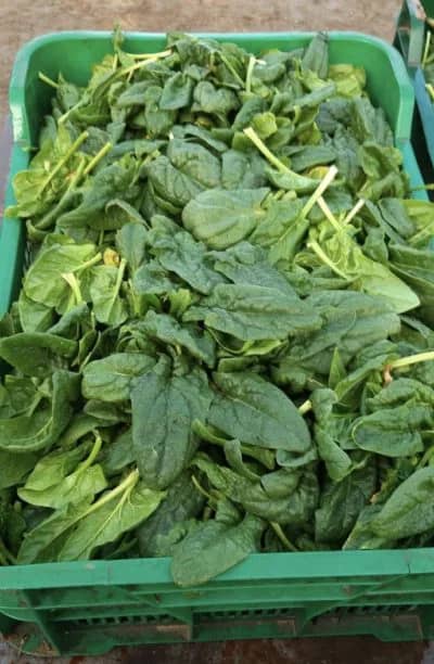 spinaci, Verdure Autunnali di Stagione
